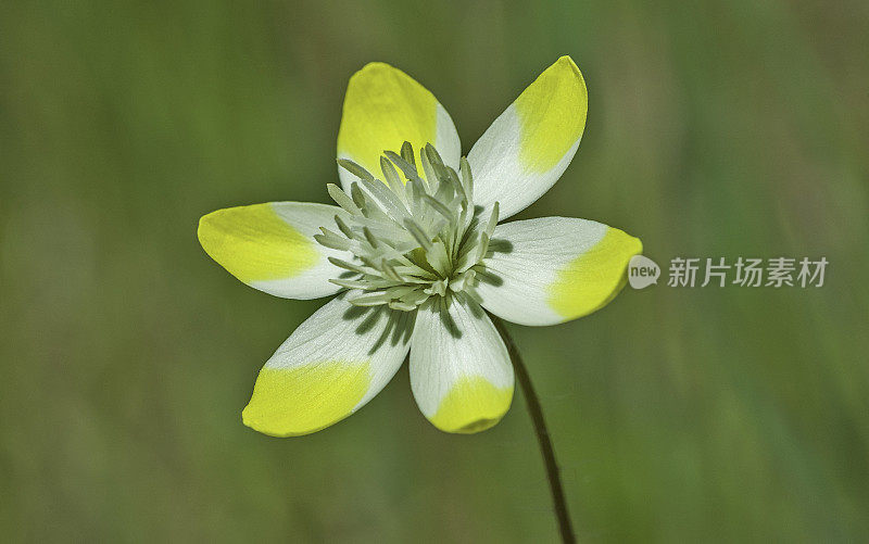 奶油菊(Platystemon california)是罂粟科开花植物中的一个单种属。Pepperwood保存;圣罗莎;加利福尼亚州索诺玛县